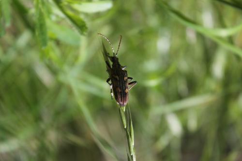 Réf. 235 568 : Rhagium bifasciatum